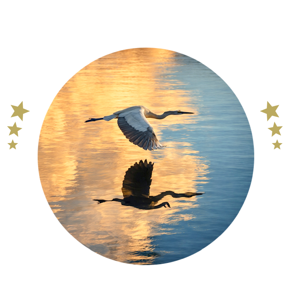 dan-dennison-logo